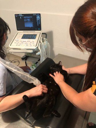 Guadalupe Ranea y el impacto del Doppler en veterinaria.&nbsp; &nbsp;