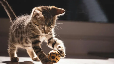 Un entorno estimulante favorece el bienestar animal de los gatos.