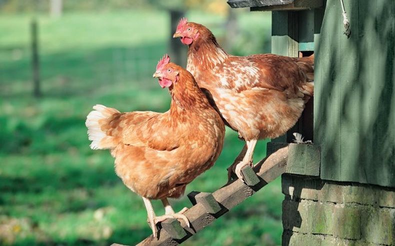 OMSA propone soluciones integrales para pequeños productores avícolas.