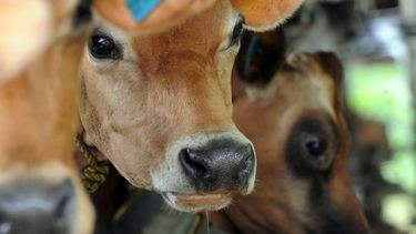 Fiebre aftosa. Los avances son fruto de la colaboración entre los sectores público y privado.