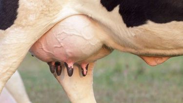 La mastitis en la vaquillona puede comenzar mucho antes de la primera lactancia.&nbsp;