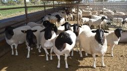 Scrapie. Especialistas destacan la importancia del manejo de la bioseguridad, diagnóstico veterinario y biogenotificación para reactivar y sostener las exportaciones.