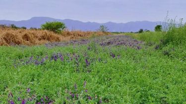 La inclusión de loscultivos de servicio en la secuencia agrícola causa múltiples efectos.