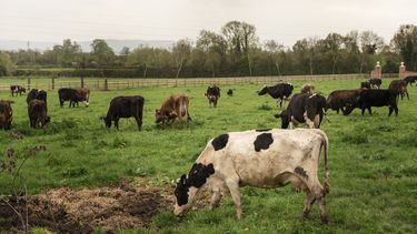 Según Carvalho, la integración agrícola-ganadera restaura los ciclos naturales de recursos y mejoran la salud del suelo.
