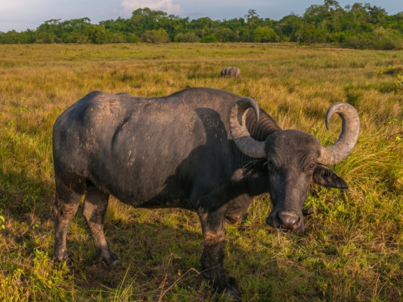 Los búfalos ganan protagonismo en el NEA y consolidan su crecimiento.