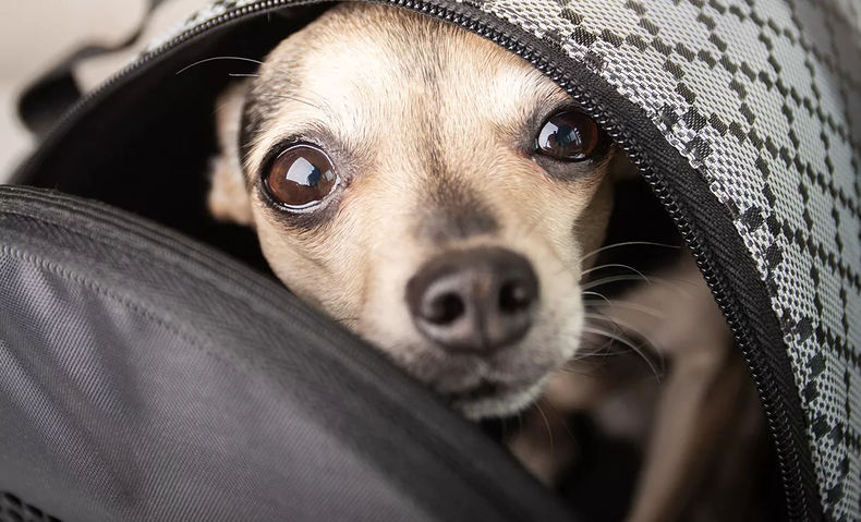Los tutores pueden viajar con sus animales de compañía y disfrutar de recorridos de larga distancia.
