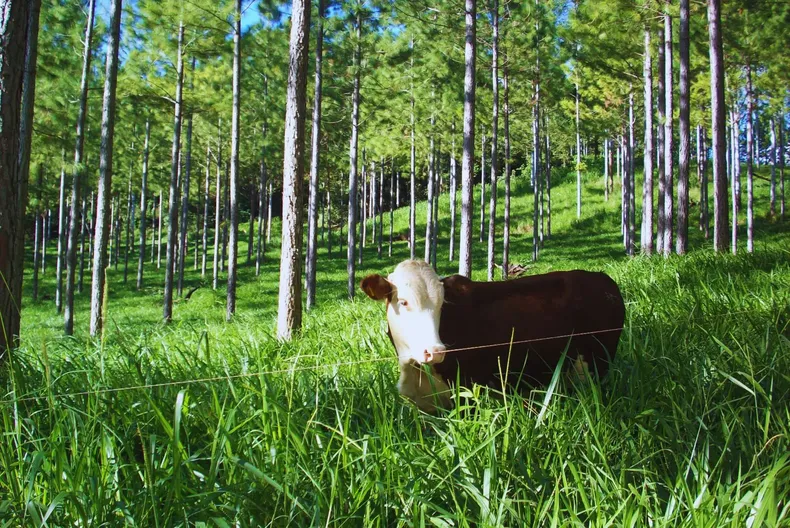 Es preciso dimensionar el efecto de los árboles para gestionar y transformar los sistemas de producción ganadera.