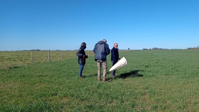 El ataque de la chicharrita del maíz puso en marcha distintos mecanismos para estar preparados para la próxima campaña.