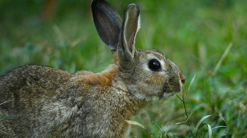 Los importadores deberán presentar formalmente una solicitud de importación de conejos en calidad de animales de compañía.