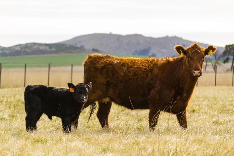 Para el estudio de la leucosis bovina se tuvieron en cuenta los datos del último censo agropecuario nacional, realizado en 2021 por el INDEC, que reportan que la Argentina tiene alrededor de 130.800 establecimientos de carne.