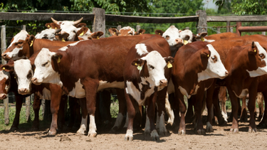 Senasa constató que los bovinos estén en óptimas condiciones sanitarias y que tengan caravana oficial.