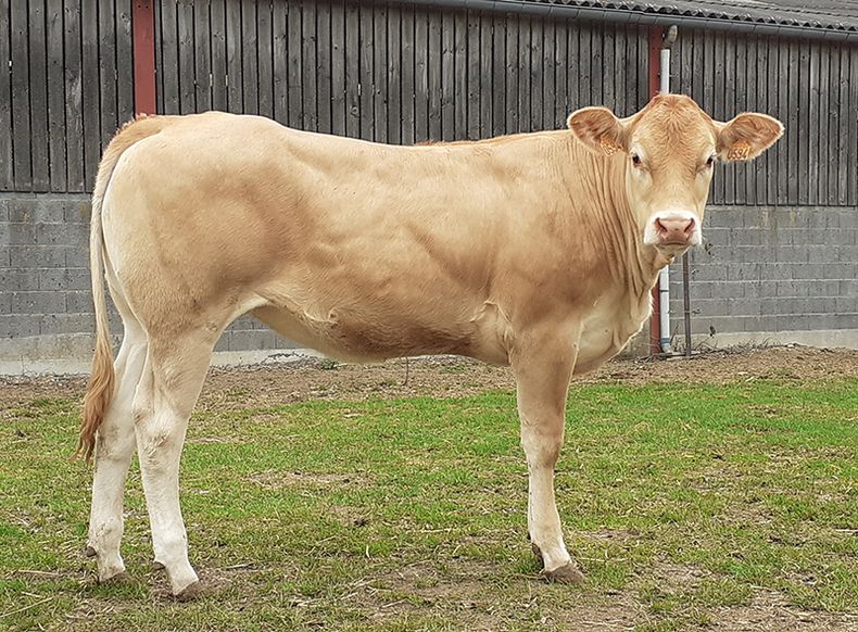 La Blonde dAquitaine tiene amplias virtudes y facilidad de manejo.