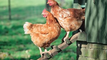 OMSA propone soluciones integrales para pequeños productores avícolas.