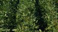 Argentina aprueba nueva soja tolerante a herbicidas para exportación.