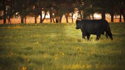 Senasa brinda recomendaciones clave para prevenir la leptospirosis. Senasa brinda recomendaciones clave para prevenir la leptospirosis.