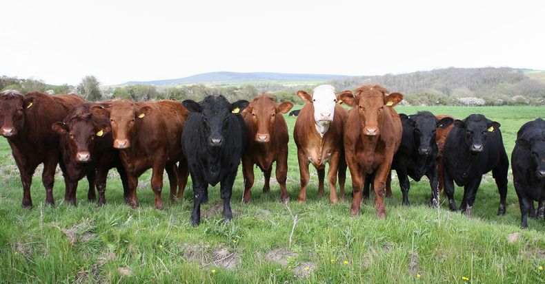 CDV vacunas servicio.jpg