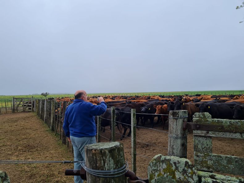 Revive la sarna bovina.