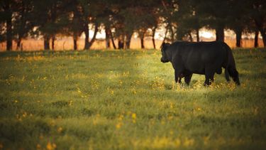 Senasa brinda recomendaciones clave para prevenir la leptospirosis.