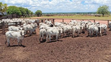 La exigencia de controles estrictos en el uso de antimicrobianos redefine las exportaciones de carnes a la Unión Europea.