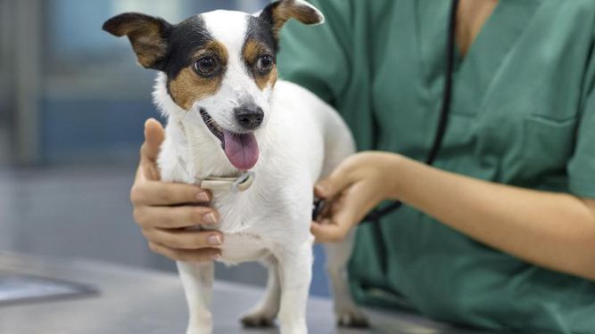 Castración de perros: decisión individualizada.