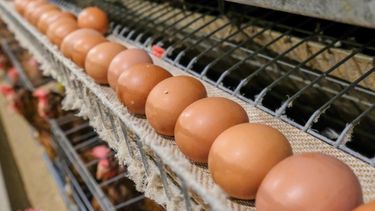 La Inteligencia Artificial al servicio de la avicultura.
