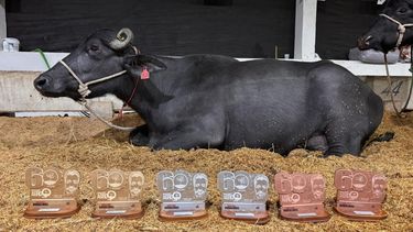 La producción bubalina avanza con récords que demuestran el potencial de la genética y el manejo en la lechería.