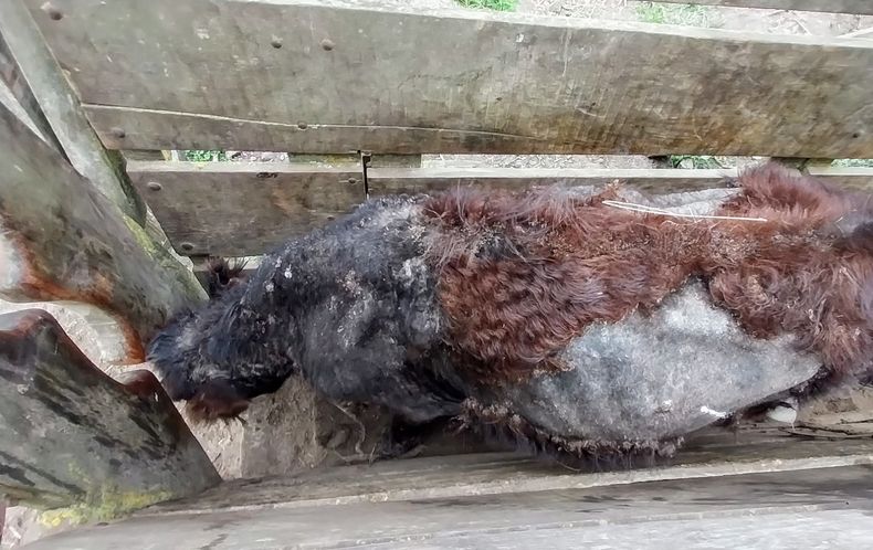 La sarna bovina afecta la ganancia de peso hasta en 60 kilos por animal.