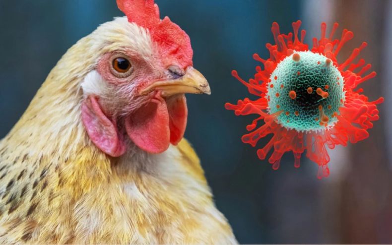 La influenza aviar es una enfermedad zoonótica. Ya ingresó al país a través del Chaco.