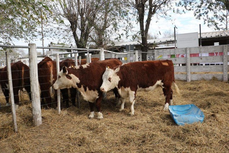El estudio del INTA Bordenave sirvel para que el productor agropecuario evalúe los costos asociados a instalaciones y mejoras.
