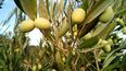 Bioactivos de oliva mejoran la nutrición animal en avicultura y calidad.