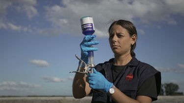 Glypondin 4 se aplica en bovinos de carne y de leche.