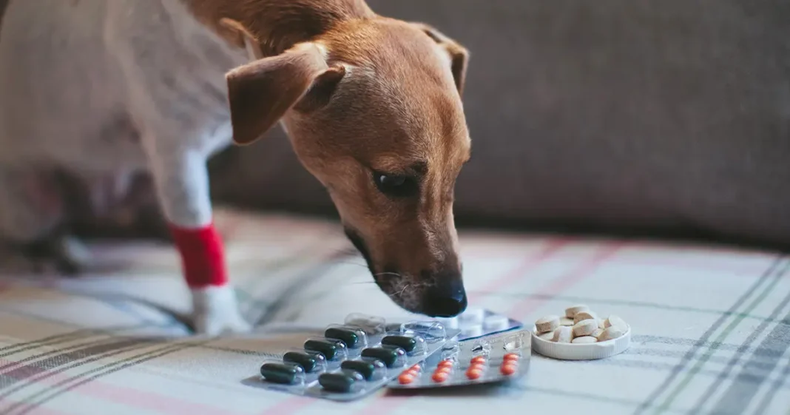 La automedicación en perros y gatos representa una de las principales causas de emergencias toxicológicas más severas y recurrentes en las clínicas veterinarias.