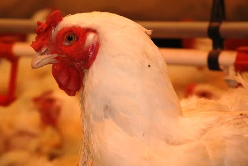 Las exportaciones de aves vivas y material reproductivo fueron a México, Paraguay y Uruguay.