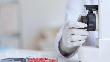 Inocuidad alimentaria: irradiación gamma contra Escherichia coli en carne.