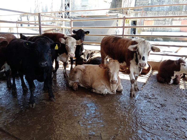 Fiebre Q en Entre Ríos.