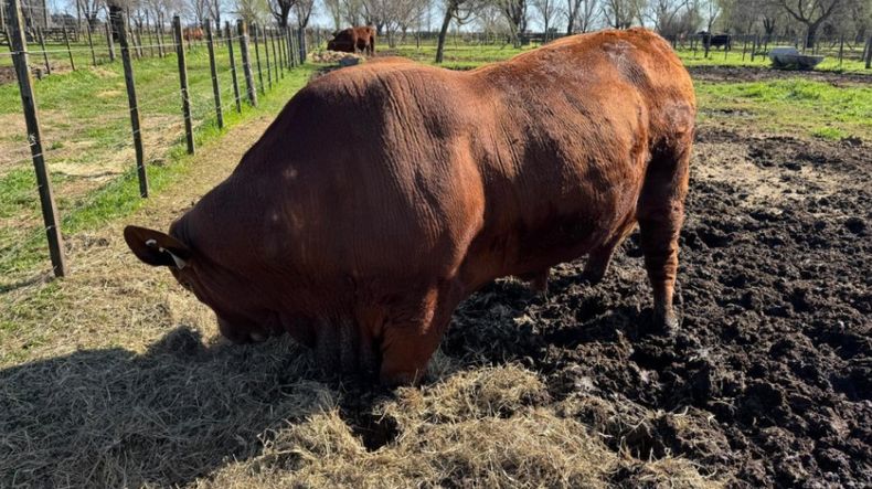 La genética bovina argentina se posiciona y fortalece su autonomía.