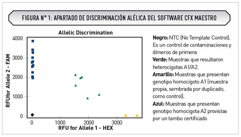 Laboratorio 9 de Julio muestra los resultados en bovinos de leche por discriminación alélica, diferenciando los tres tipos de animales según el gen de la β-caseína.