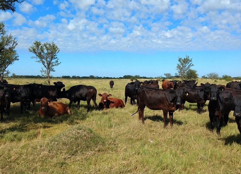 Con la sequía, el estado de situación de la reproducción bovina es complejo y pone en peligro el próximo servicio.