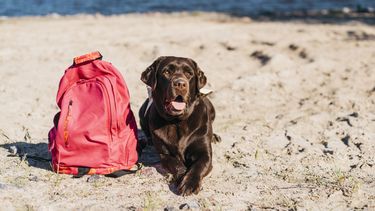 Desde el CVPBA remarcaron que cuidar el pelo de los animales de compañía, es fundamental para ayudarlos a regular su temperatura.