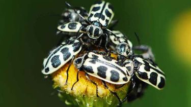 La ingesta accidental de Siete de Oro es letal en bovinos.