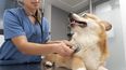 La propuesta es compartir saberes actualizados sobre perros, con evidencia científica.