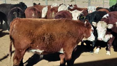 Motivar | feedlot grippaldi.jpg