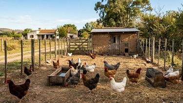 Influenza aviar.&nbsp;Las gallinas, patos, pavos, faisanes y otras aves criadas para autoconsumo también forman parte del sistema de vigilancia sanitario del Senasa.