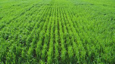 La gestión del suelo y el uso de fertilizantes son fundamentales para la productividad agrícola y la calidad del grano.