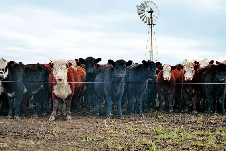 Foto vacas garrapata.jpg