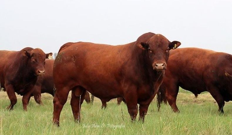 Los criadores de Bonsmara no sólo hablaránsobre la calidad de la carne, sino que también contarán con degustación decarne.
