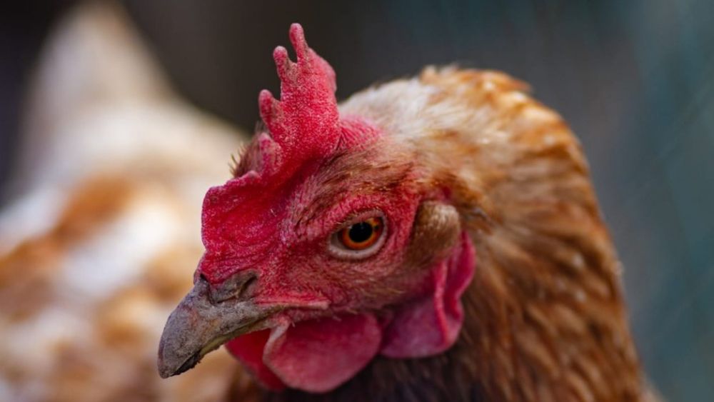 Tercer caso de influenza aviar en granjas comerciales en lo que va del año y primero en Córdoba. Tercer caso de influenza aviar en granjas comerciales en lo que va del año y primero en Córdoba.