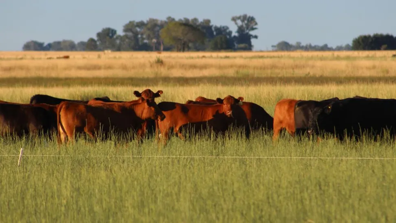 Crea presentó un completo informe de actualización sobre ganadería a través del último Outlook 2024.