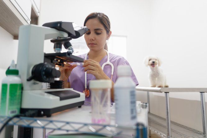 Brasil tiene una infraestructura sólida de atención de la salud veterinaria: son más de 47 mil establecimientos.&nbsp;