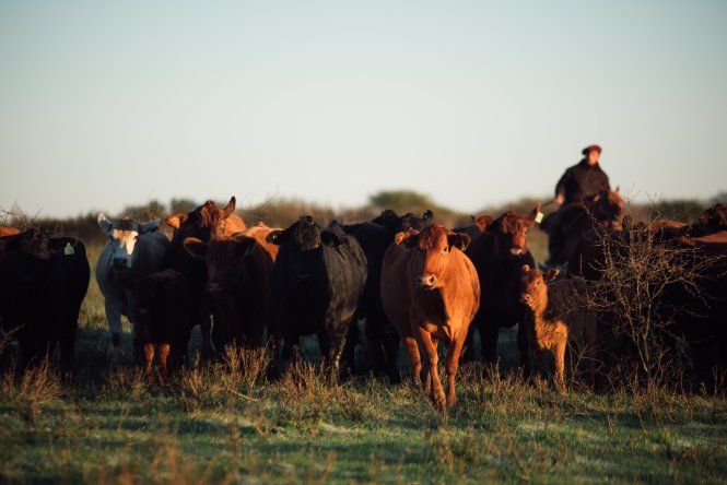 Mercados ganaderos: un año de recuperación.&nbsp;